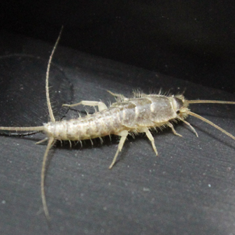 El Lepisma Saccharina o Peixet de Plata és el responsable de molts danys en el patrimoni documental